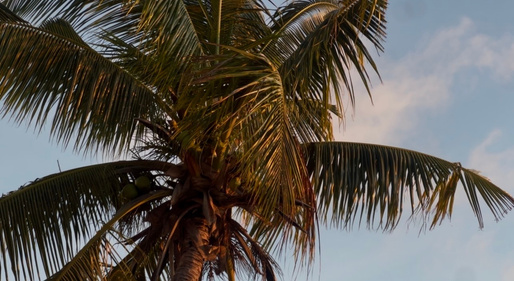 Palm canopy against the sky