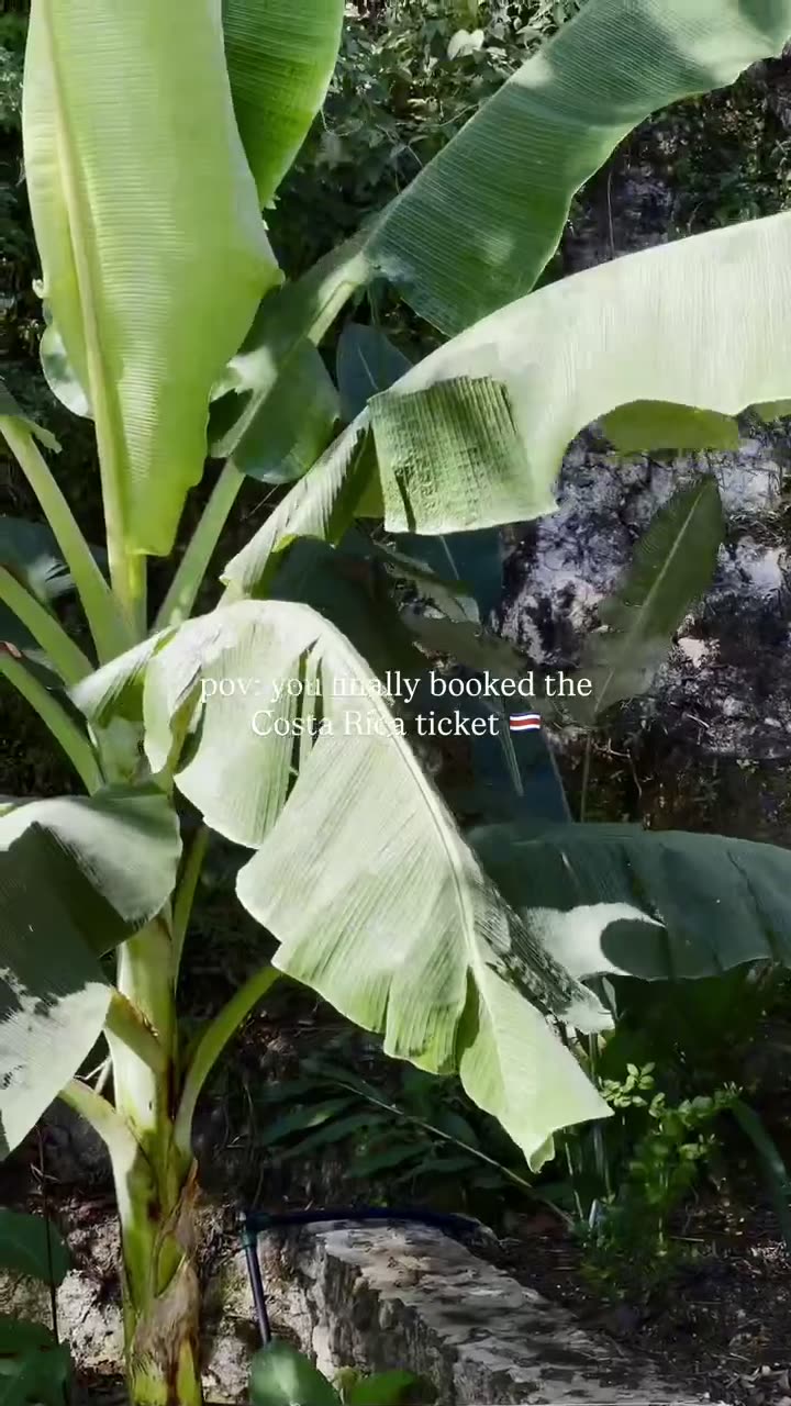 Costa Rica — Booking the one-way ticket — jungle green and slow tropical mornings